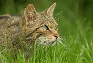 Wildcats: Scottish Wildcat stalking in the grass controlled