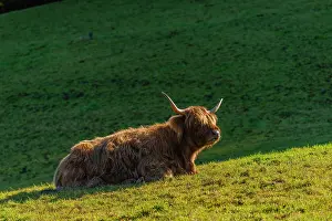 Berchtesgaden: Scottish young highland cattle on the alpine meadow