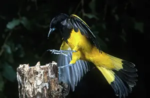 Oriole: Scott's Oriole