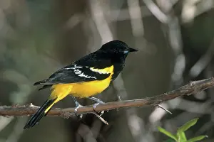 Oriole: Scott's Oriole