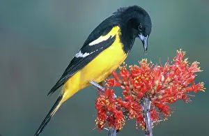 Nectaring: Scott's Oriole