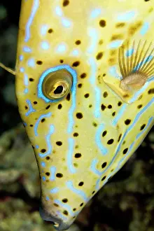 Filefish: Scraweled Filefish