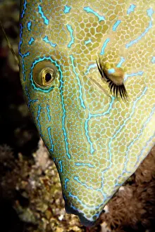 Filefish: Scraweled Filefish