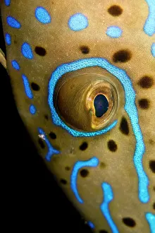 Filefish: Scraweled Filefish - close-up