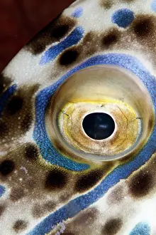 File: Scraweled Filefish - eye
