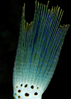 Filefish: Scraweled Filefish - tail