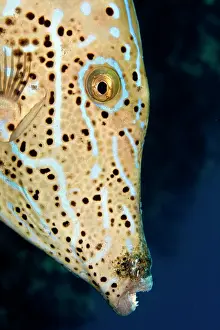 File: Scrawled Filefish