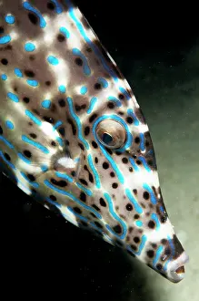 Ambon: Scrawled Filefish