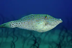 Congridae: Scrawled Filefish
