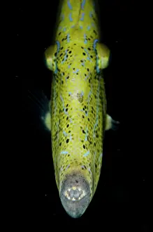Filefish: Scrawled Filefish