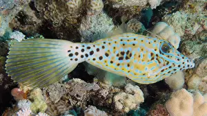 Filefish: Scrawled filefish (Aluterus scriptus), House reef d