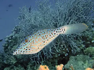 Filefish: Scrawled filefish (Aluterus scriptus), House reef d