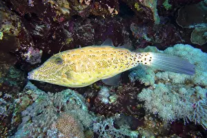 Filefish: Scrawled filefish (Aluterus scriptus), Daedalus
