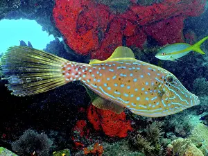 Keys: Scrawled filefish (Aluterus scriptus). Dive site