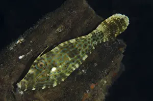 Filefish: Scrawled Filefish - Night dive, TK1 dive site, Lembeh