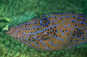 Filefish: Scrawled Filefish Pangah Kecil dive site, Loh Buaya