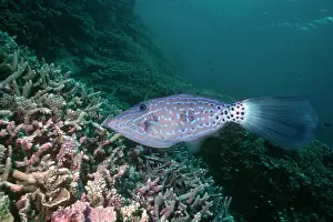 Filefish: Scrawled LEATHERJACKET / Filefish