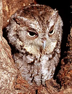 Screech: Screech Owl