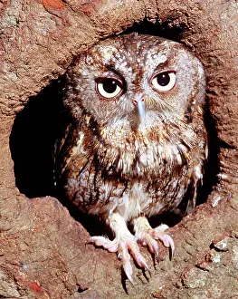 Screech: Screech Owl