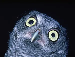 Screech: Screech Owl