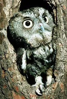 Screech: Screech Owl