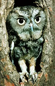 Screech: Screech Owl