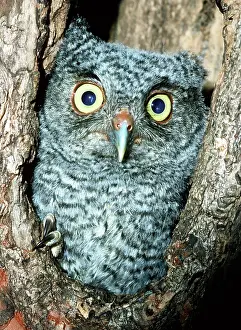 Screech: Screech Owl Chick
