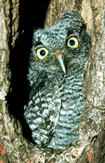 Screech: Screech Owl Chick