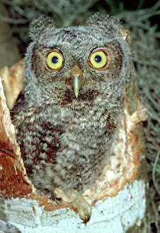 Screech: Screech Owl Chick