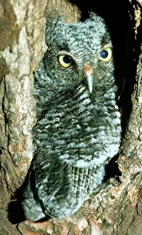 Screech: Screech Owl Chick
