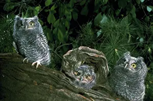 Screech: Screech owl chick trio