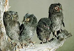 Screech: Screech Owl Chicks
