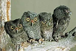 Screech: Screech Owl Chicks