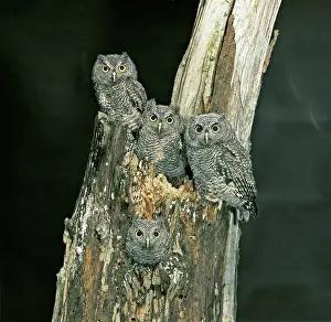 Screech: Screech Owl fledglings