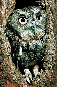 Screech: Screech Owl (Otis asio)