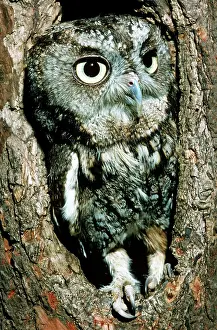 Screech: Screech Owl (Otis asio)