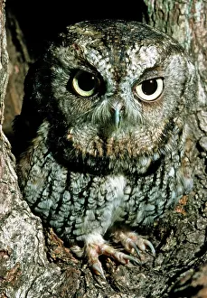 Screech: Screech Owl (Otis asio)
