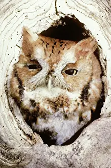 Screech: Screech Owl (Otus asio)