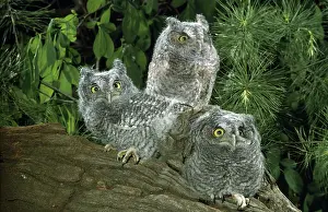 Screech: Screech Owlets