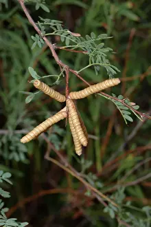 Beans: Screwbean Mesquite