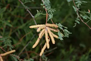 Beans: Screwbean Mesquite