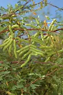 Beans: Screwbean Mesquite