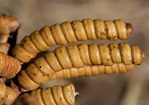 Spirals: Screwbean Mesquite or Tornillo - corkscrew pods in autumn