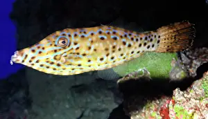 File: Scribbled Leatherjacket Filefish, tropical coasts