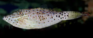 File: Scribbled Leatherjacket Filefish, tropical coasts