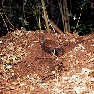 Megapodius: SCRUB FOWL - digging out egg chamber