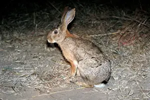 Saxatilis: Scrub Hare