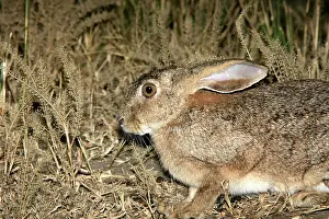 Saxatilis: Scrub Hare