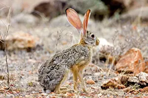 Martin Grosnick: Scrub Hare