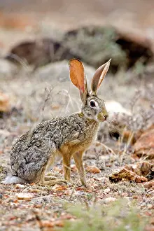 Martin Grosnick: Scrub Hare